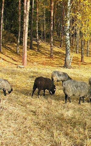 Owce Wrzosówki ruszają do pracy na tereny nadleśnictwa