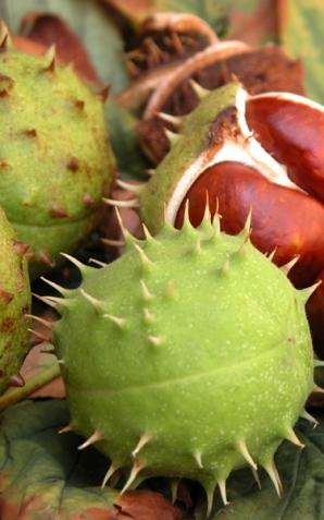 Kto zna szrotówka kasztanowcowiaczka?