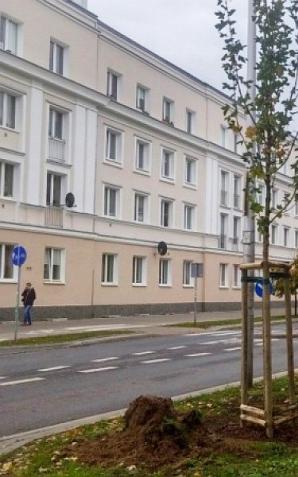 Klony, lipy i wiśnie przy stołecznych ulicach