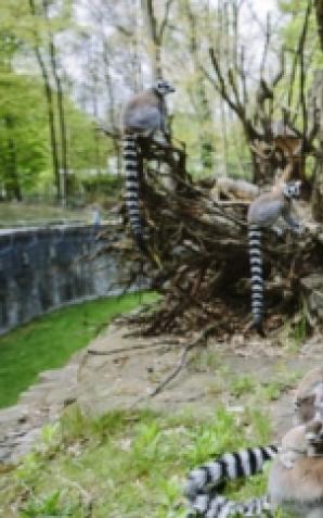 Imieniny lemura Juliana