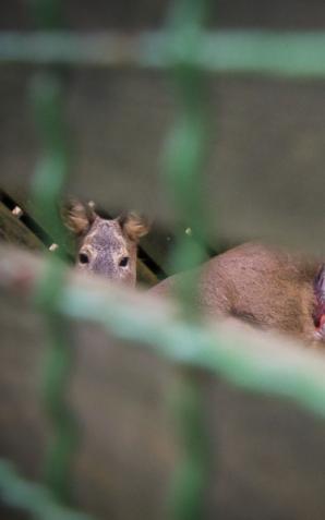 Zrehabilitowane wracają do natury